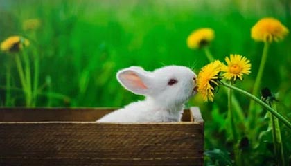 OnlyFans深度揭秘：爆料风波背后，圈内人在直播间现场的角色罕见令人意外